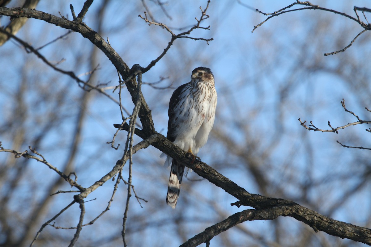 Cooper's Hawk - ML629050415