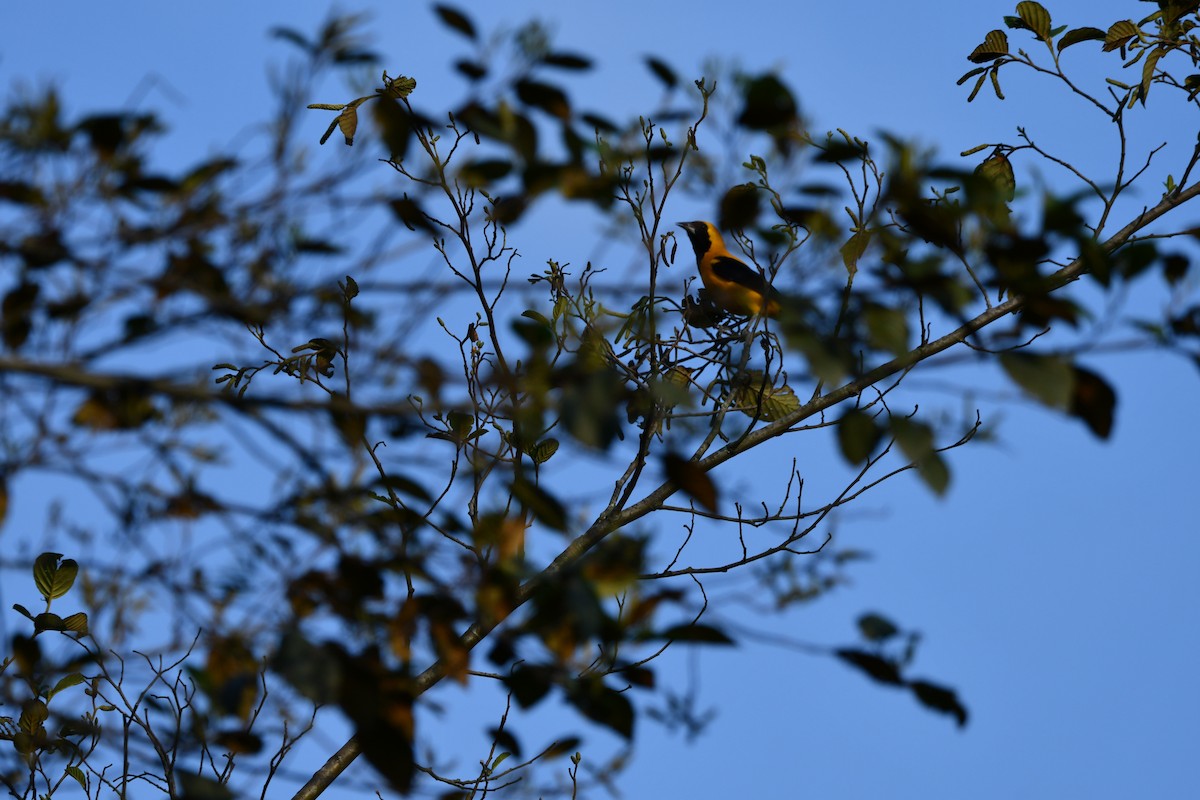 Yellow-backed Oriole - ML629050466