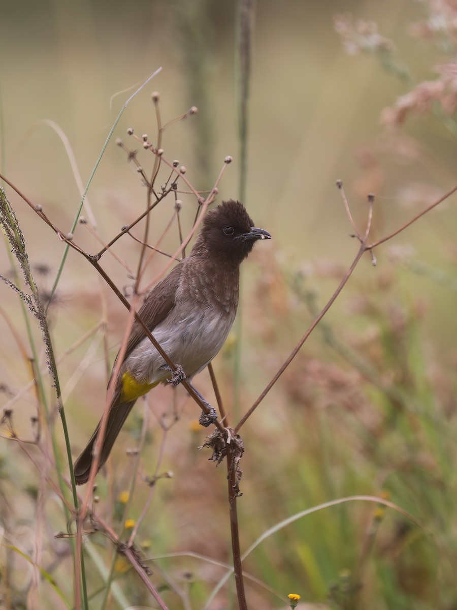 Common Bulbul - ML629050469