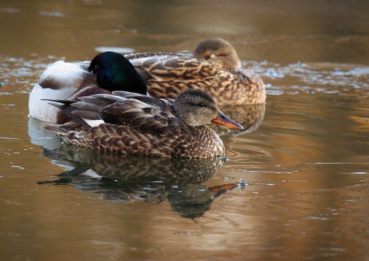 Gadwall - ML629050543