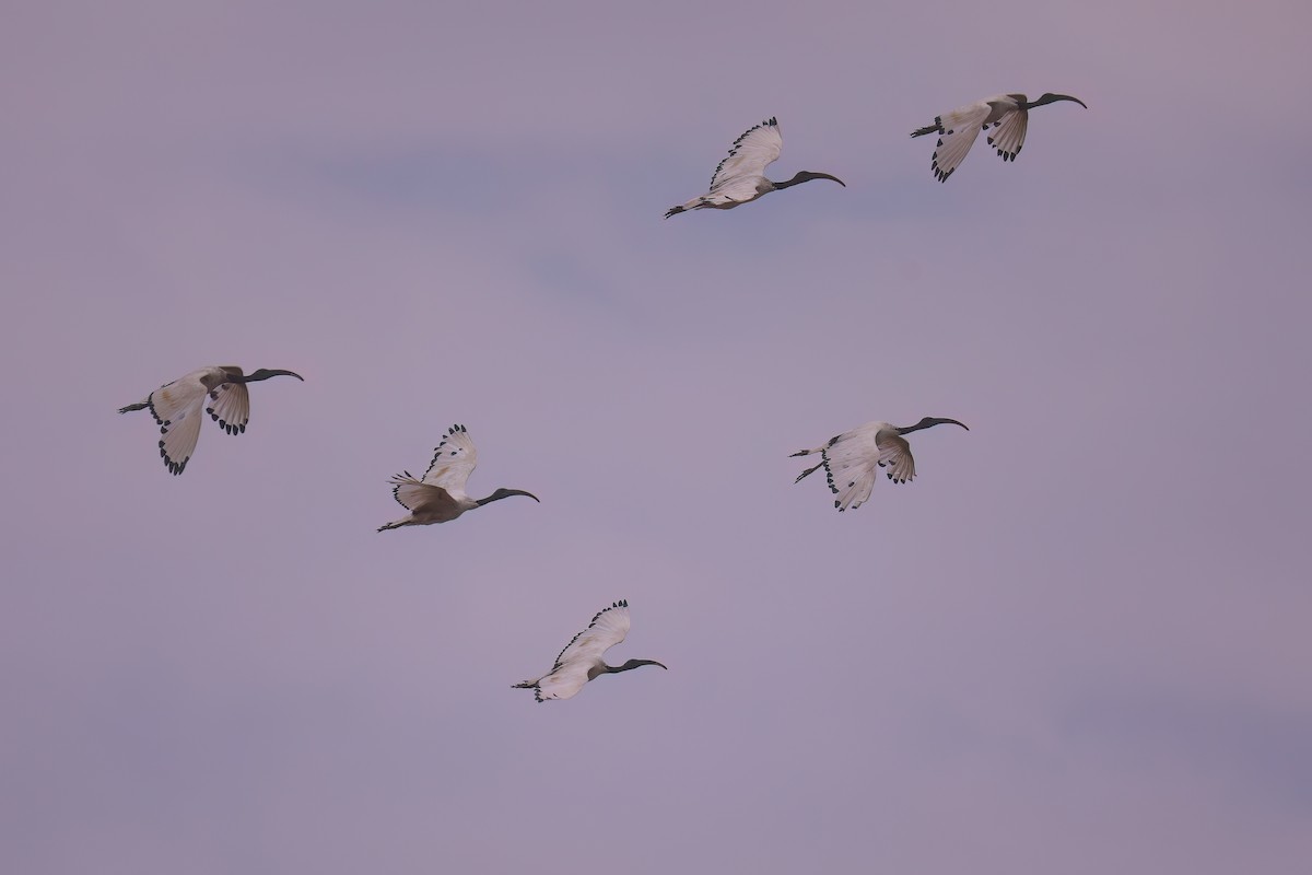 African Sacred Ibis - ML629050544