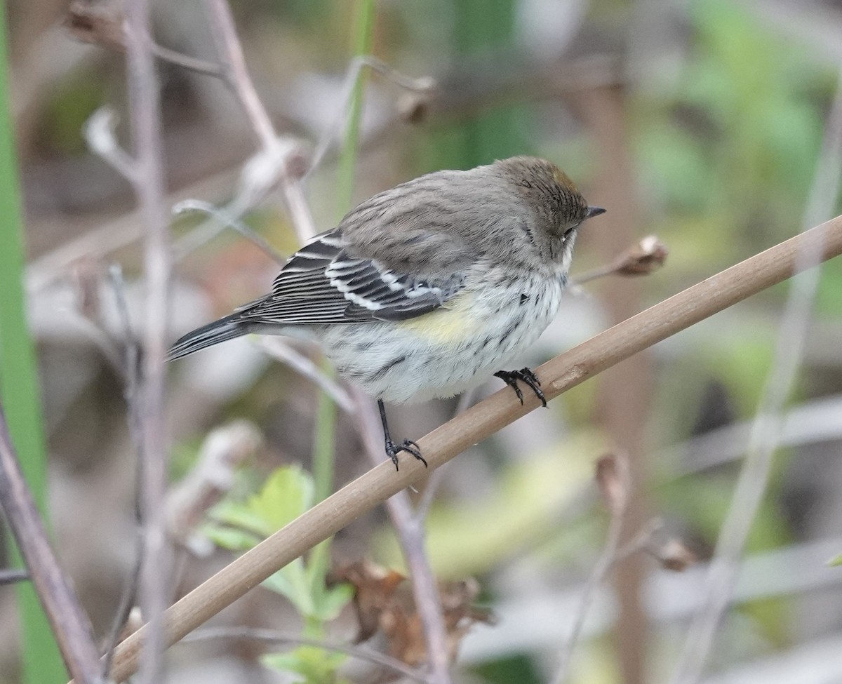 Yellow-rumped Warbler - ML629050558