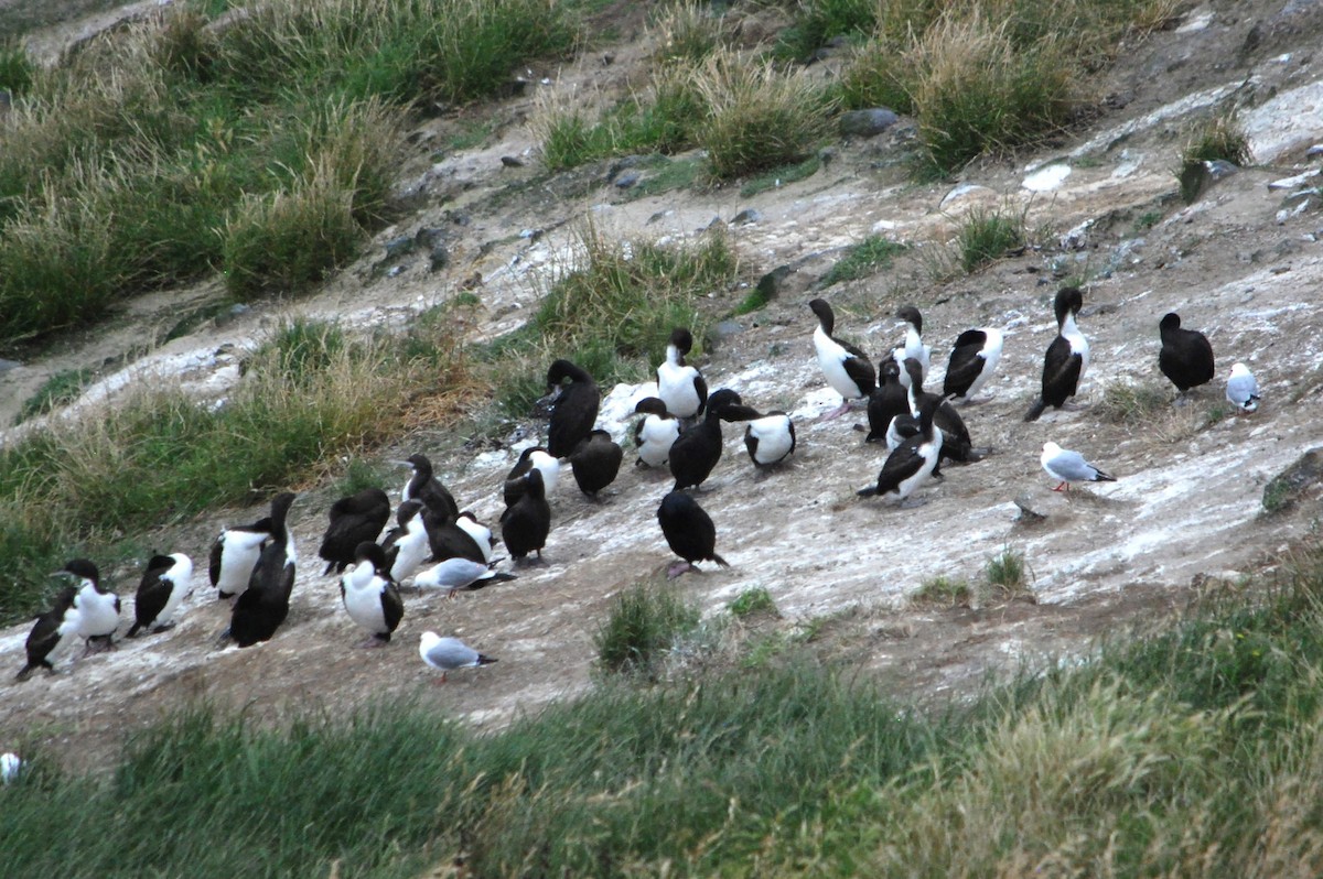 Stewart Island Shag (Otago) - ML629050569