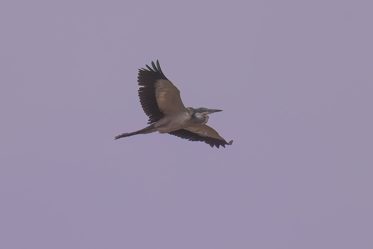 Black-headed Heron - ML629050622