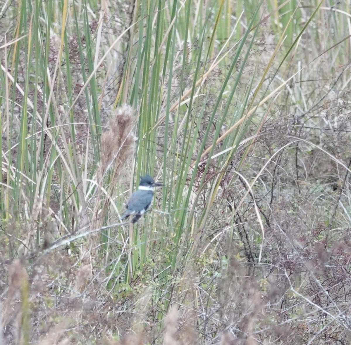 Belted Kingfisher - ML629050629