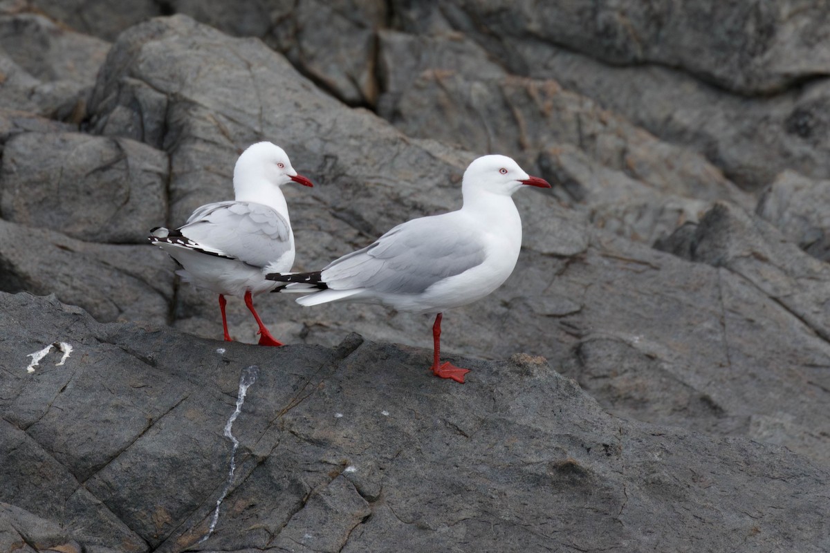 Silver Gull - ML629050644