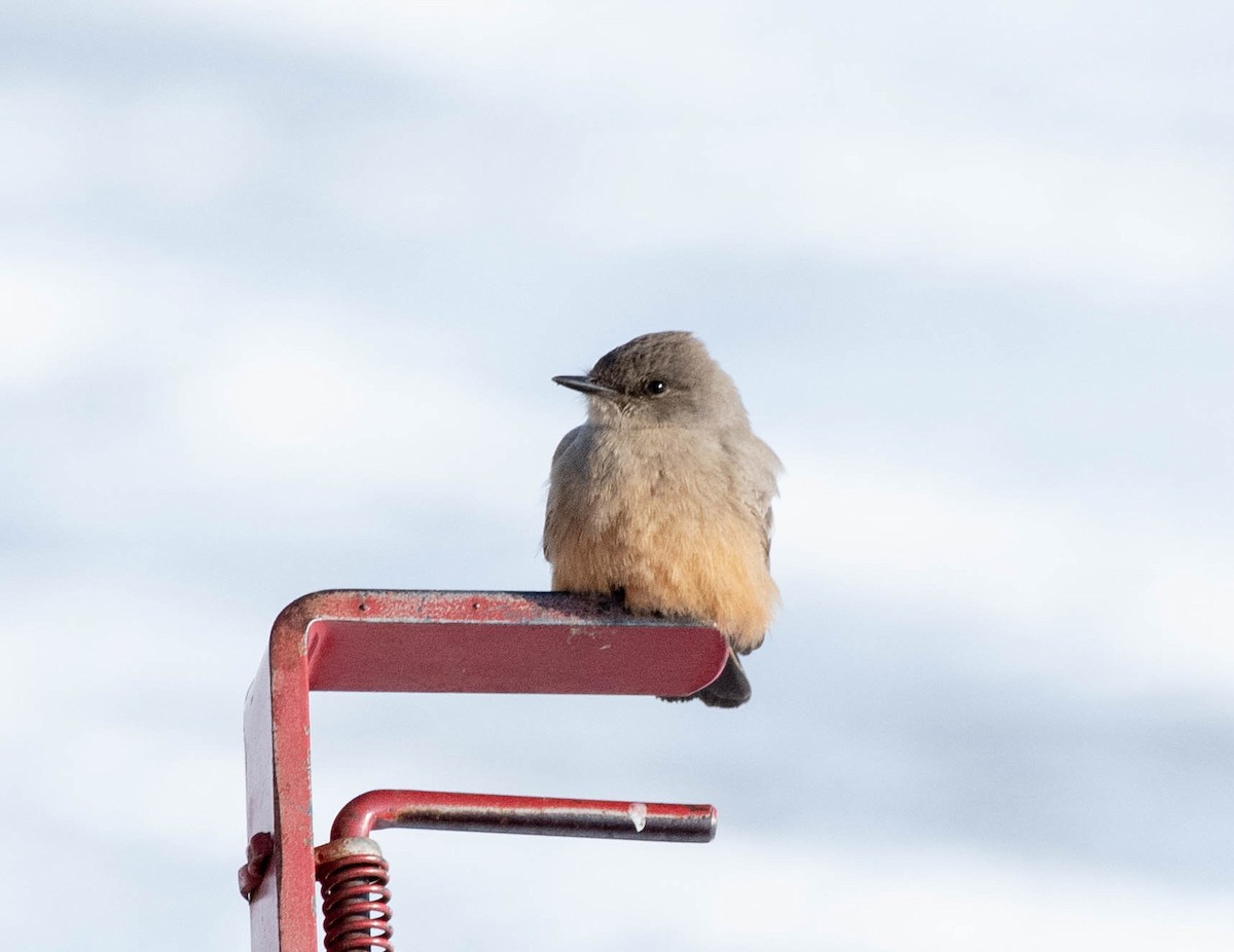 Say's Phoebe - ML629050656