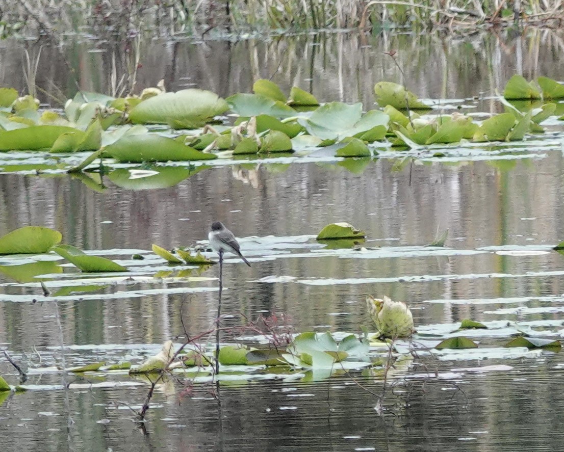 Eastern Phoebe - ML629050664