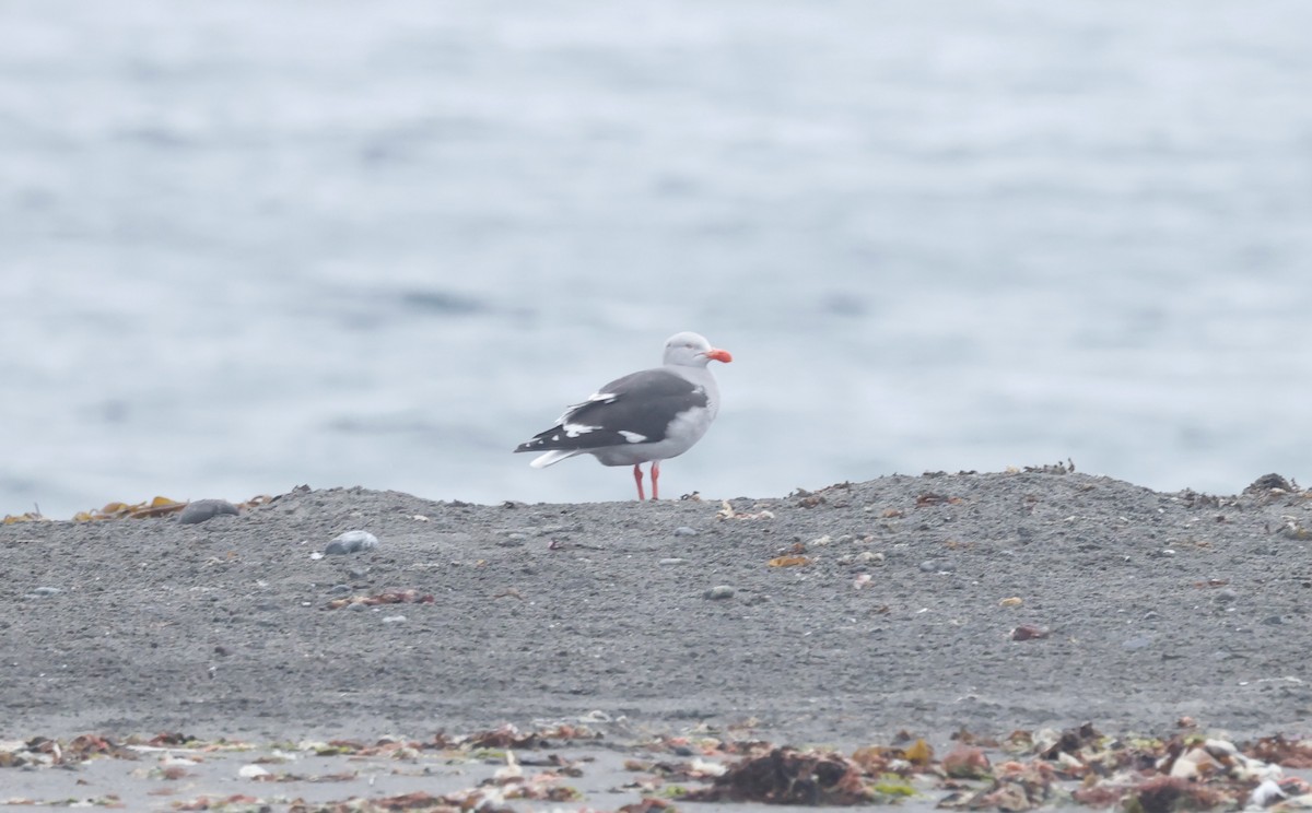 Dolphin Gull - ML629050675