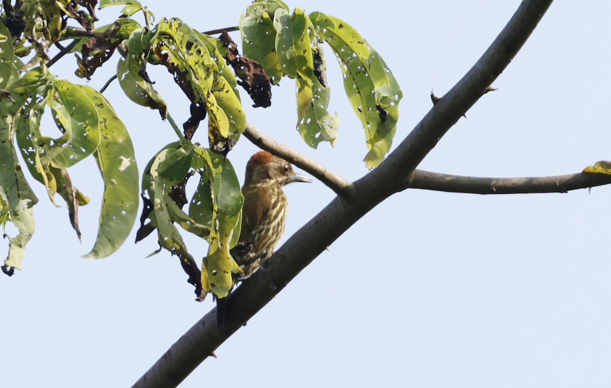 Buff-spotted Woodpecker - ML629050688