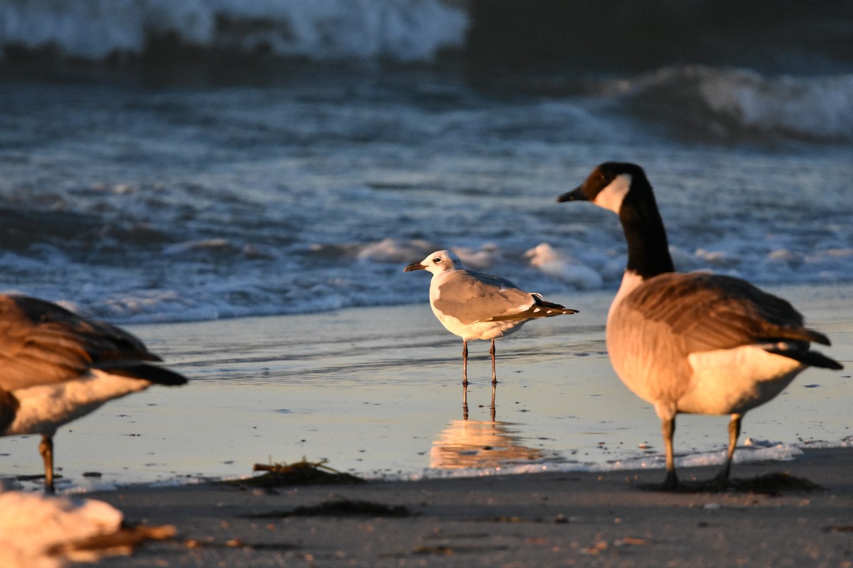 Gaviota Guanaguanare - ML629050732