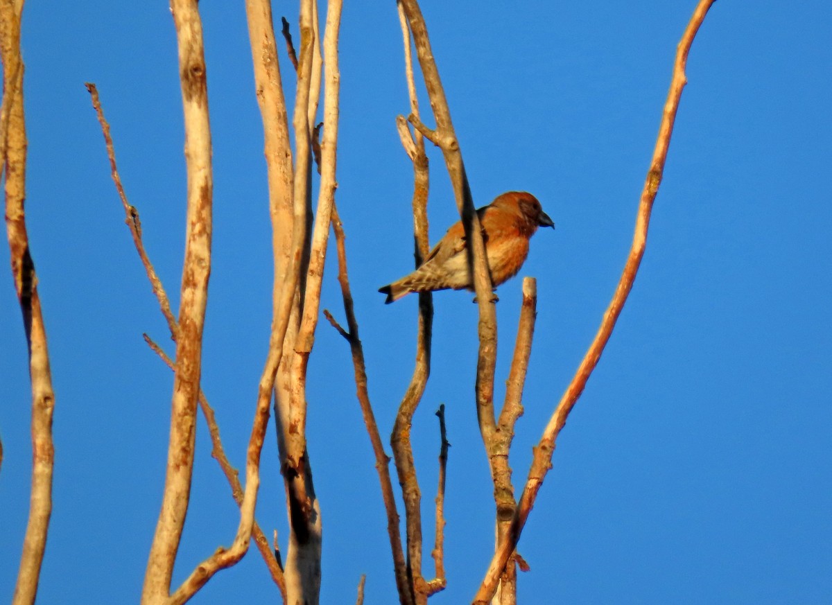 Red Crossbill - ML629050740