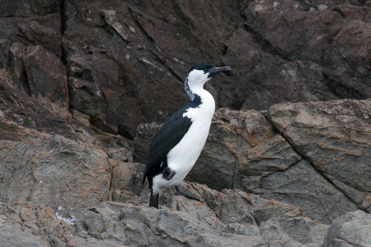 Black-faced Cormorant - ML629050744