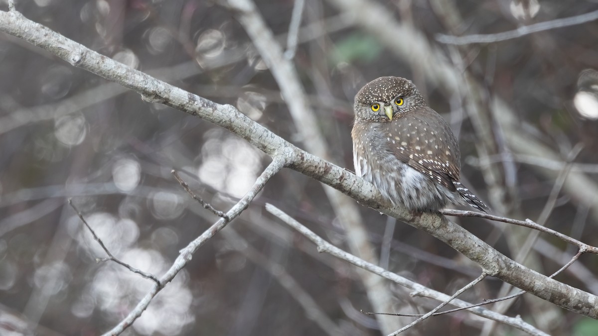 Northern Pygmy-Owl (Pacific) - ML629050768