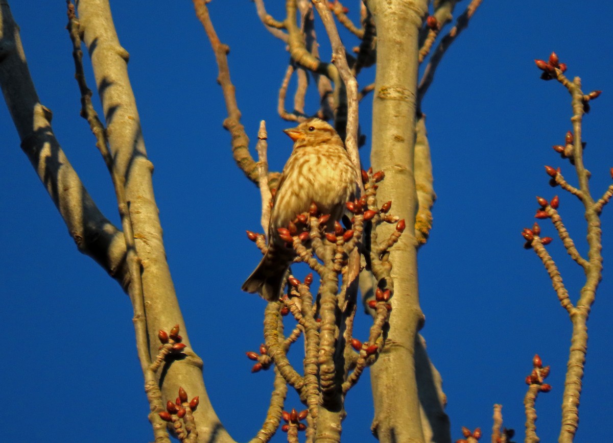 Rock Sparrow - ML629050795