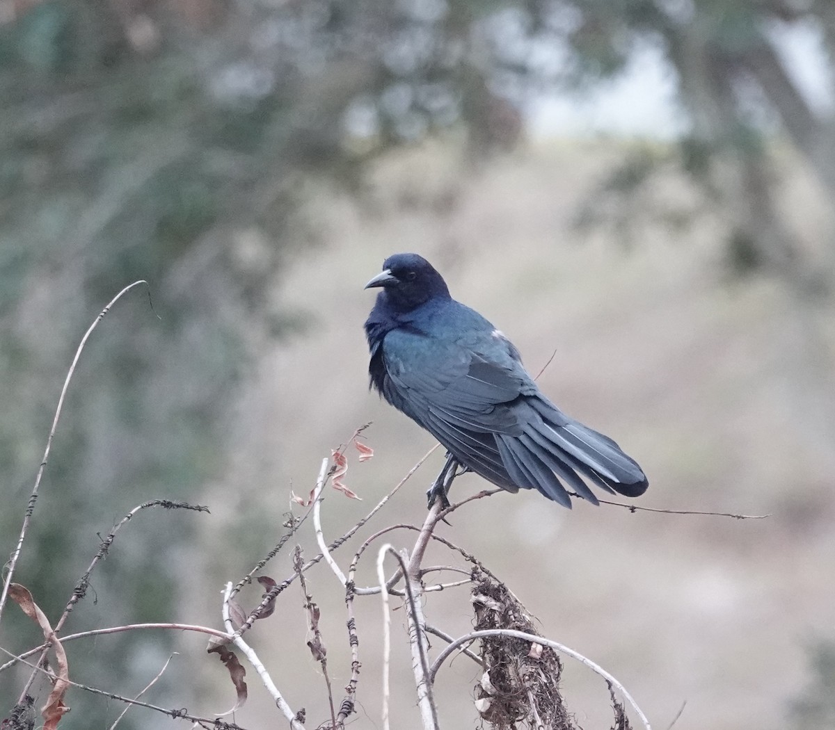 Boat-tailed Grackle - ML629050797