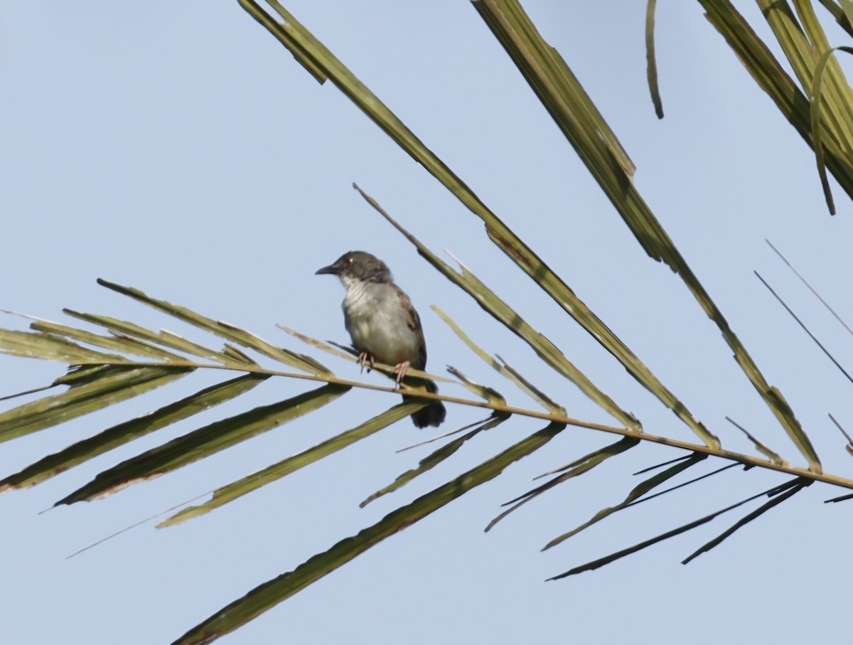 Whistling Cisticola - ML629050801