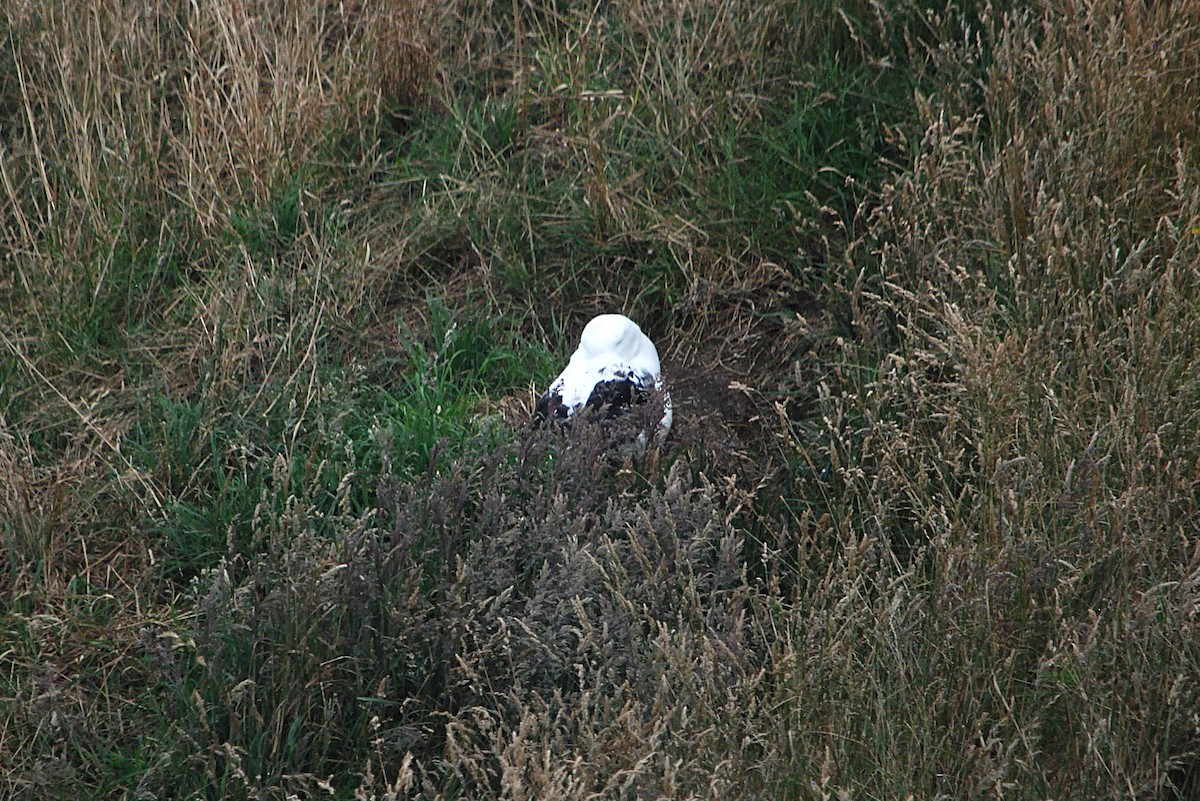 Northern Royal Albatross - ML629050810