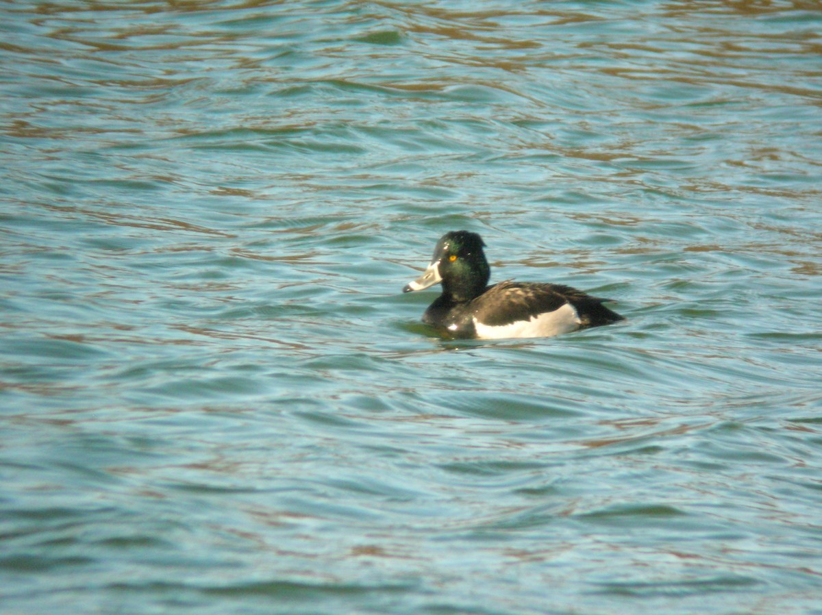 Ring-necked x Tufted Duck (hybrid) - ML629050813