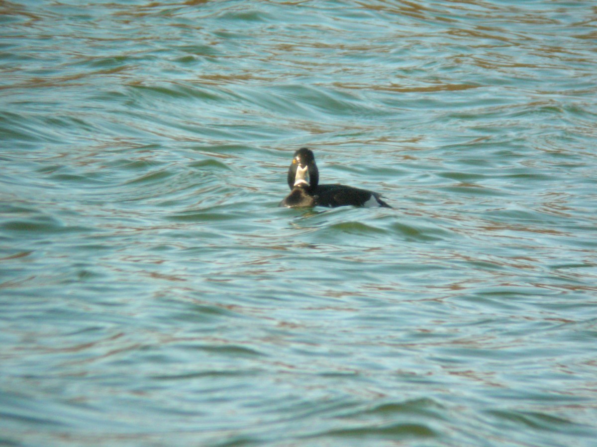 Ring-necked x Tufted Duck (hybrid) - ML629050814