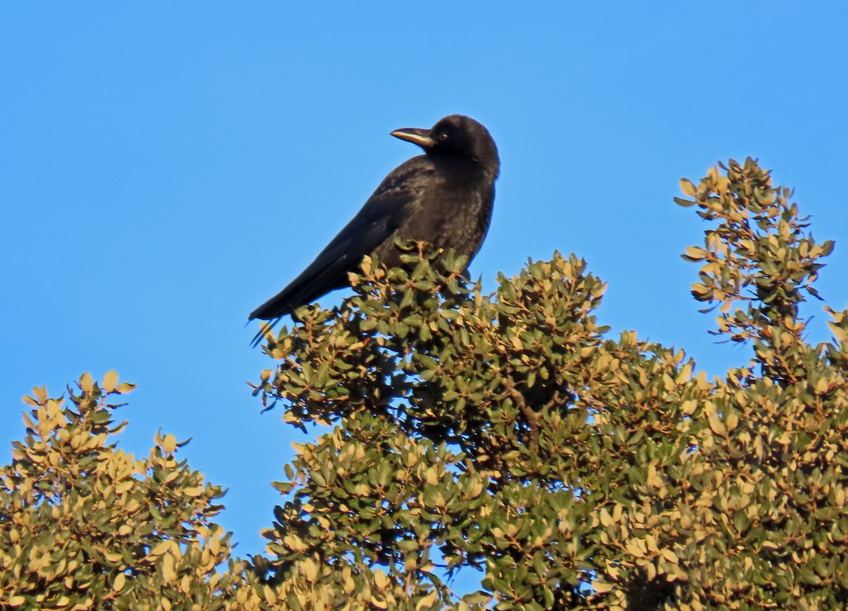 Carrion Crow - ML629050840