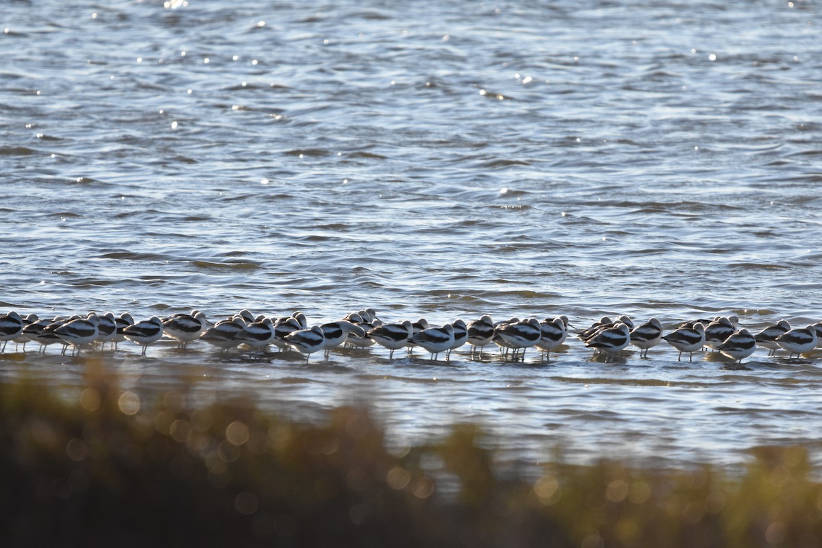 Avoceta Americana - ML629050850