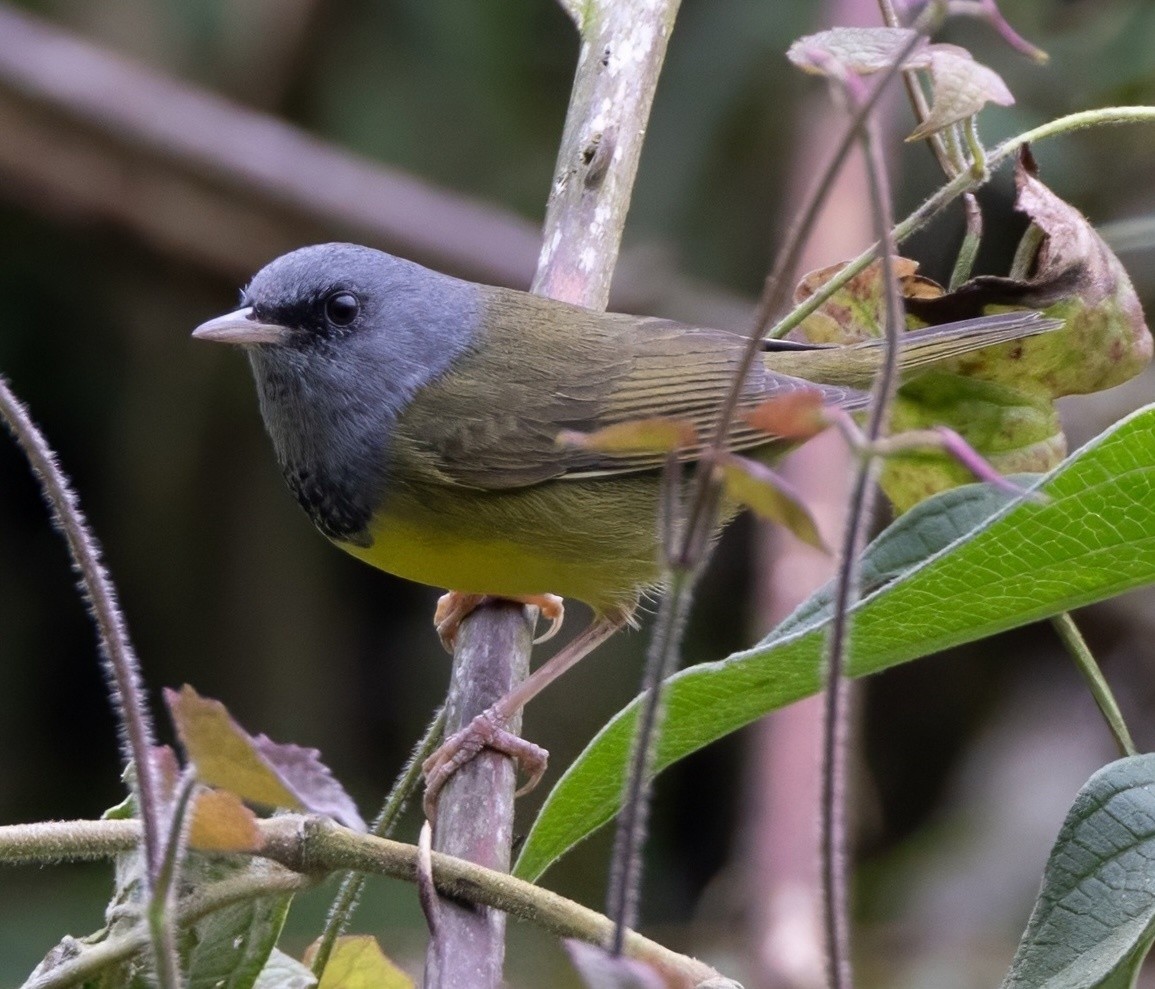 Graukopf-Waldsänger - ML629050867