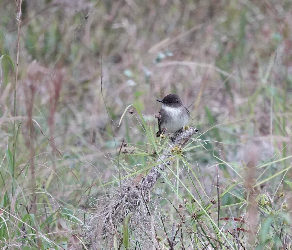 Eastern Phoebe - ML629050875