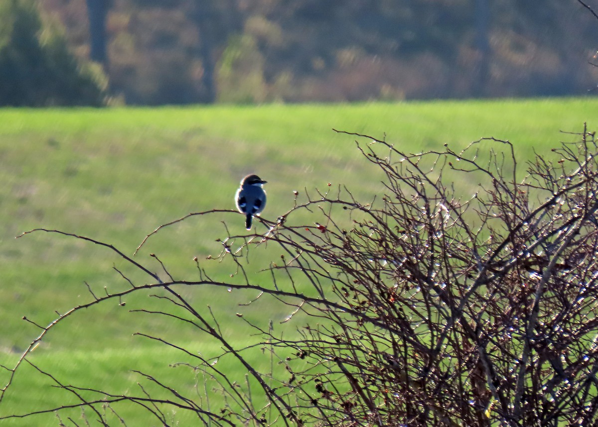 Iberian Gray Shrike - ML629050895