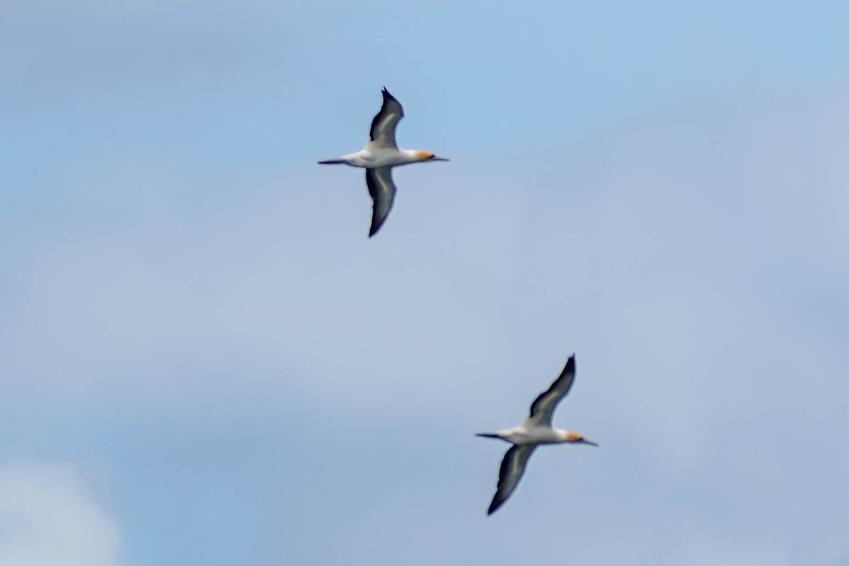 Australasian Gannet - ML629050925