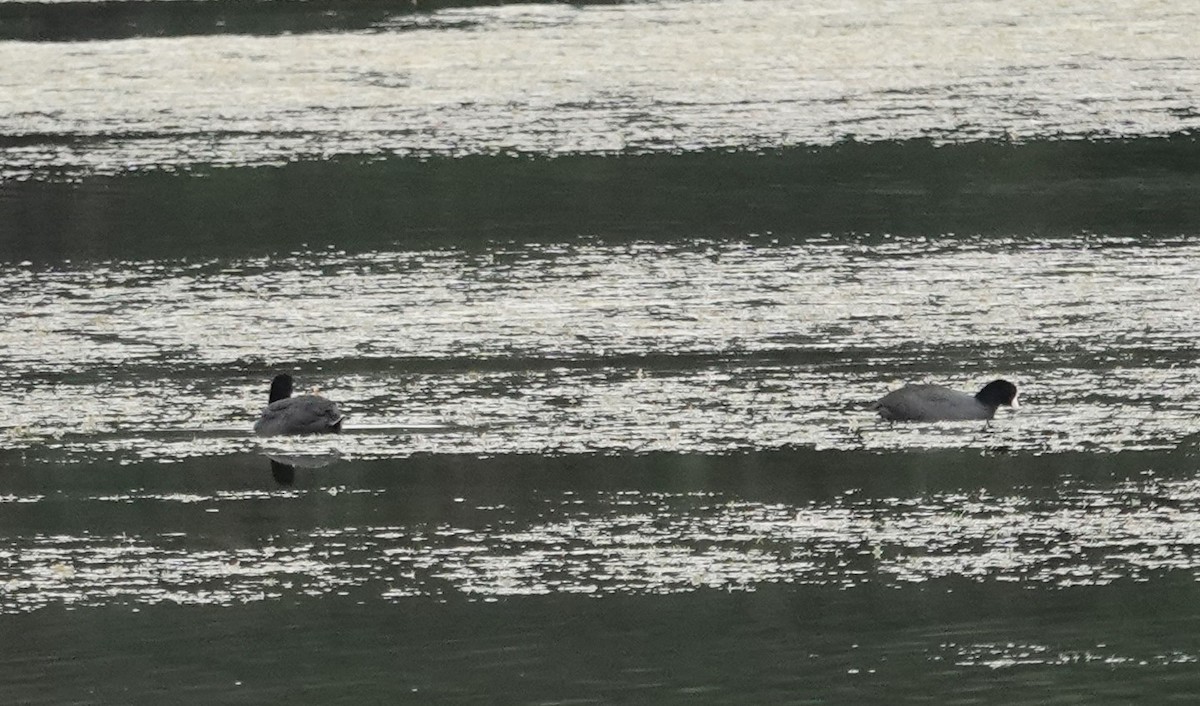 American Coot - ML629050929