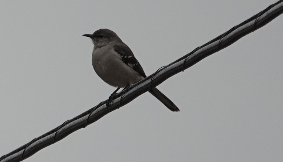 Northern Mockingbird - ML629051004