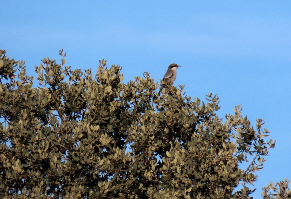 Iberian Gray Shrike - ML629051008