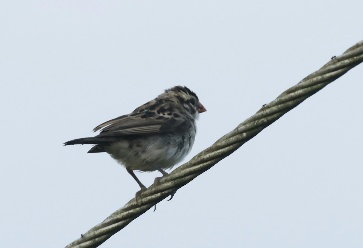 Pin-tailed Whydah - ML629051034