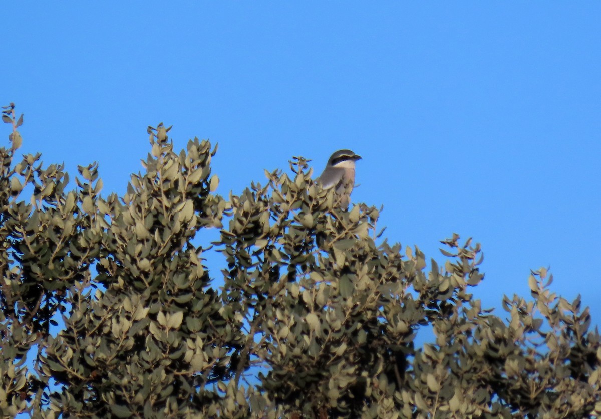 Iberian Gray Shrike - ML629051057