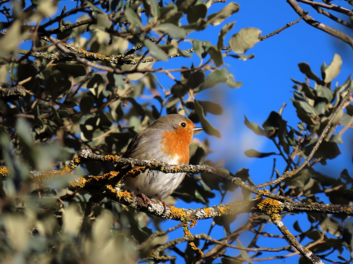 European Robin - ML629051103