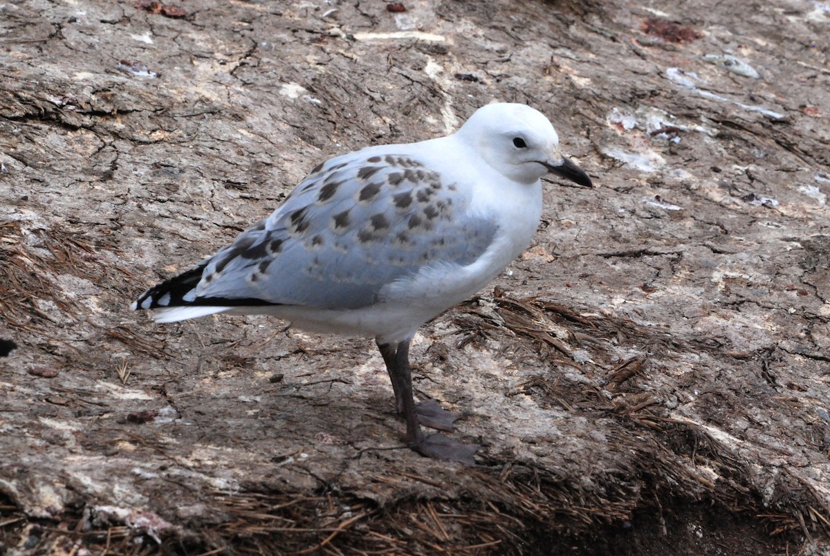 Silver Gull (Red-billed) - ML629051116
