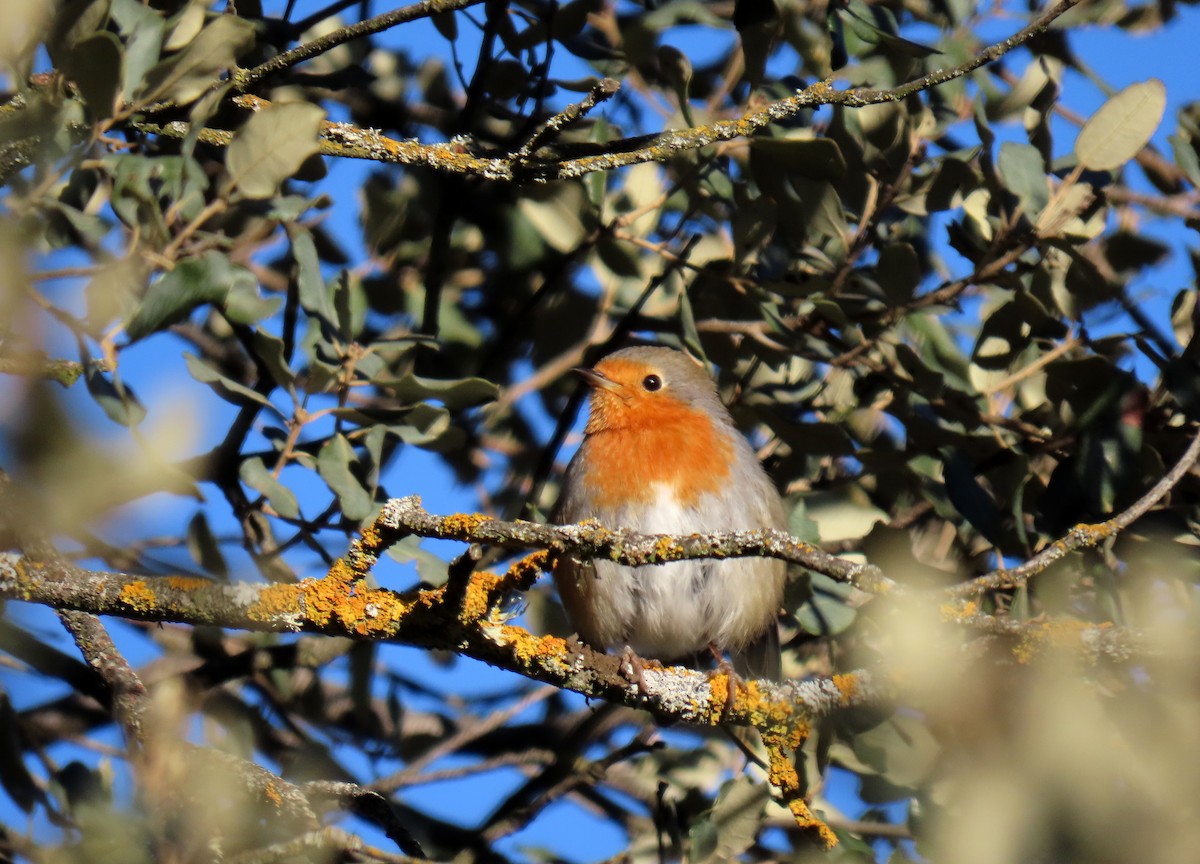 European Robin - ML629051133