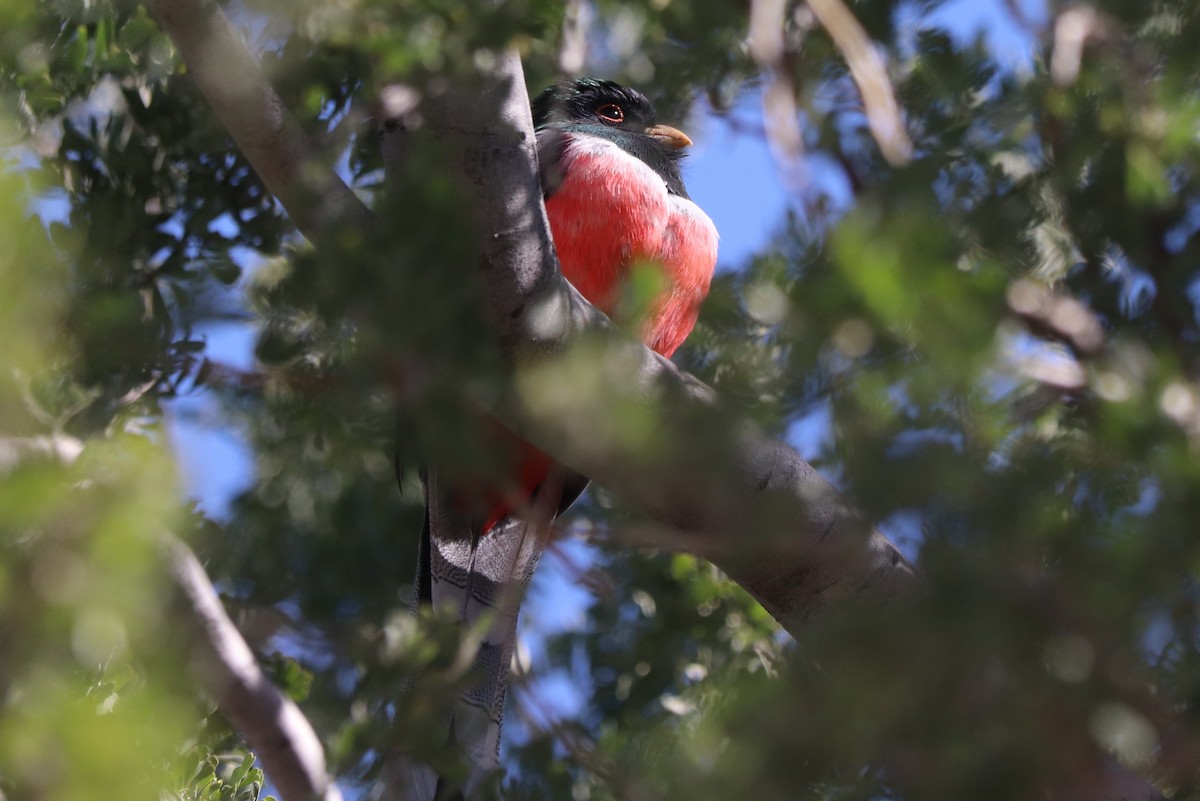 Elegant Trogon - ML629051149