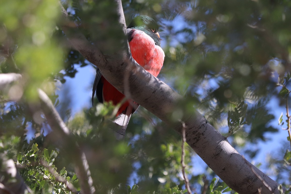 Elegant Trogon - ML629051151