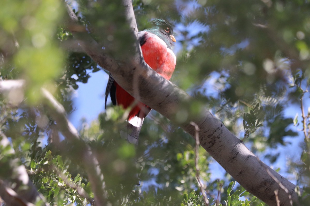 Elegant Trogon - ML629051157