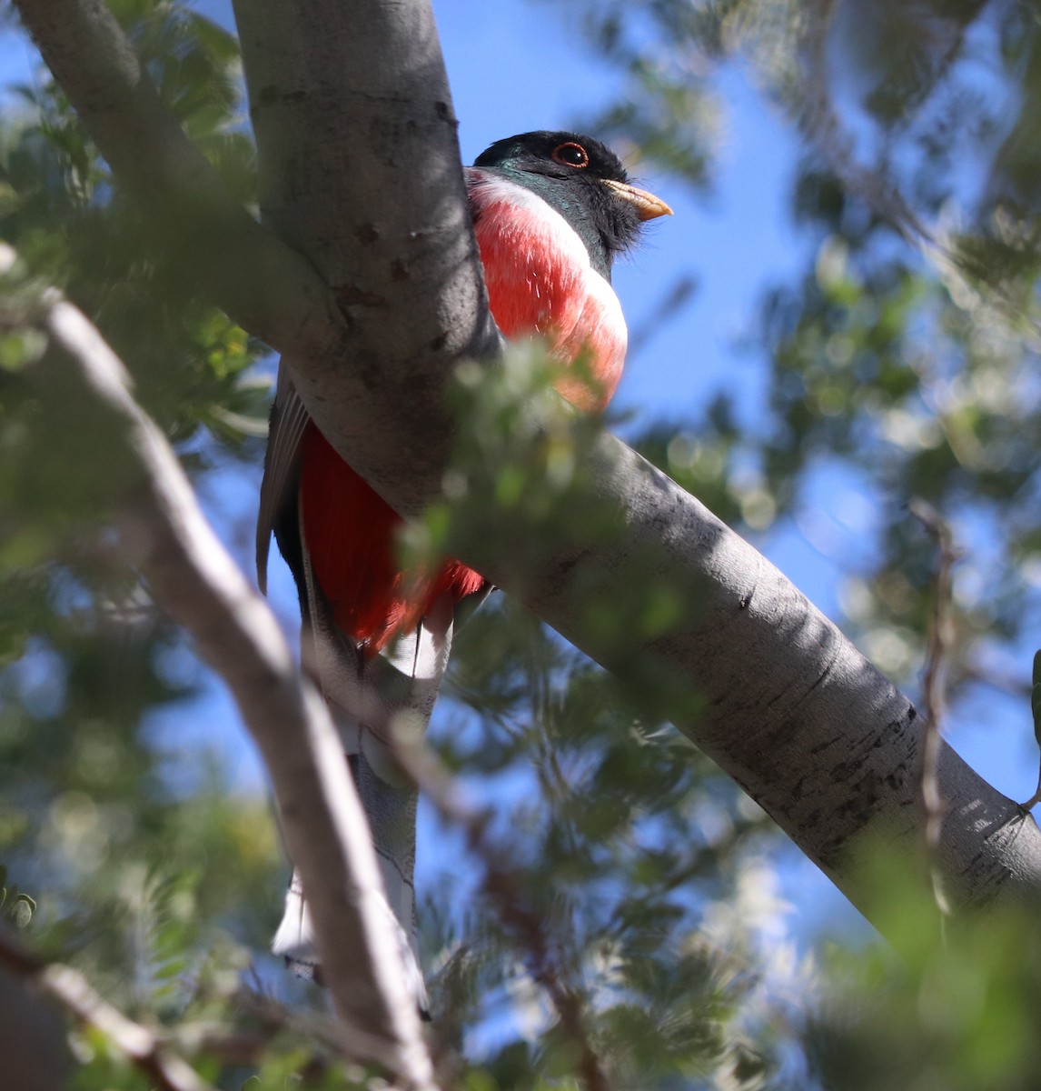 Elegant Trogon - ML629051158