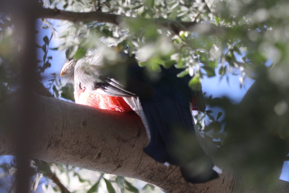 Elegant Trogon - ML629051165