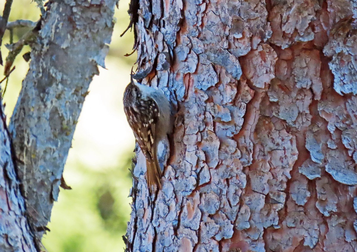 Short-toed Treecreeper - ML629051236