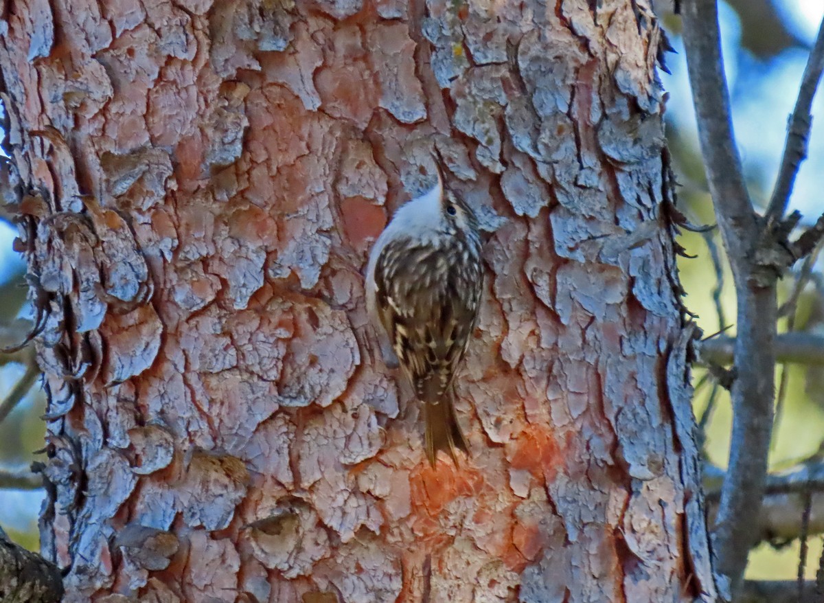 Short-toed Treecreeper - ML629051262