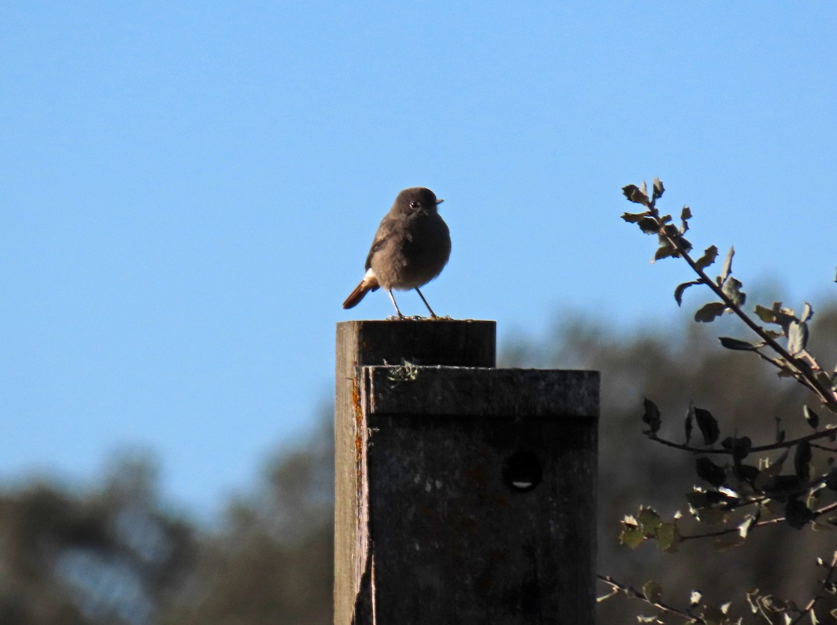 Black Redstart - ML629051308