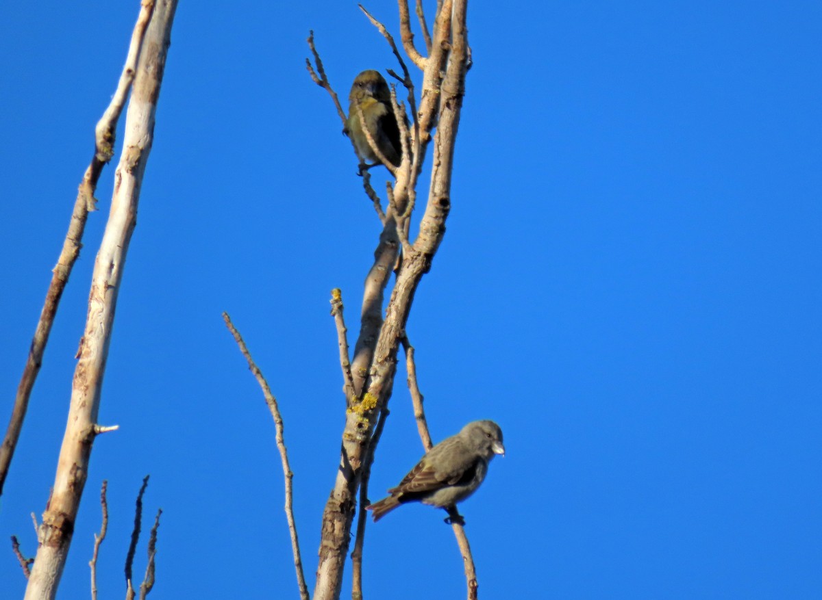 Red Crossbill - ML629051350