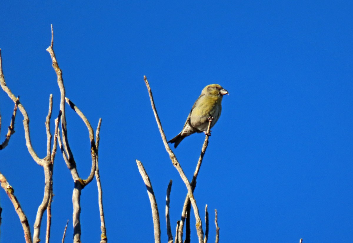 Red Crossbill - ML629051393