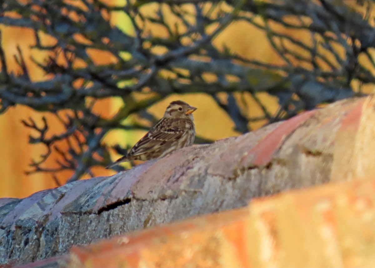 Rock Sparrow - ML629051420