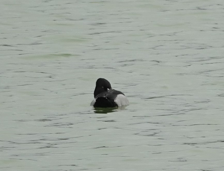 Ring-necked Duck - ML629051454